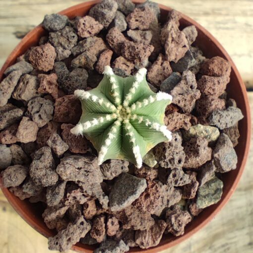 Aztekium hintonii