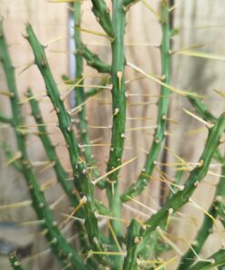 Cylindropuntia leptocaulis