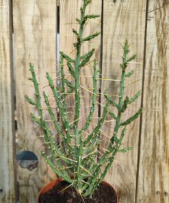 Cylindropuntia leptocaulis