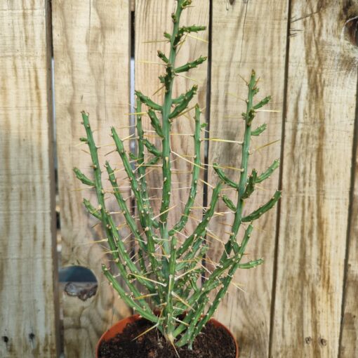 Cylindropuntia leptocaulis