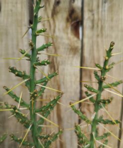 Cylindropuntia leptocaulis