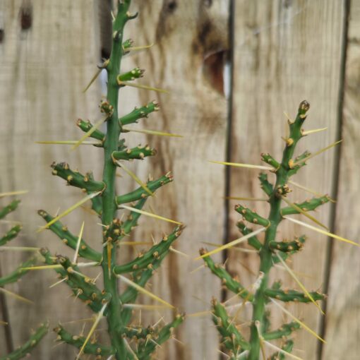 Cylindropuntia leptocaulis