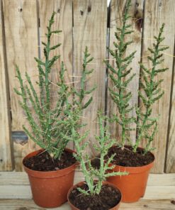 Cylindropuntia leptocaulis