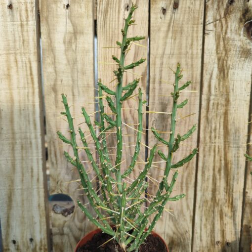 Cylindropuntia leptocaulis