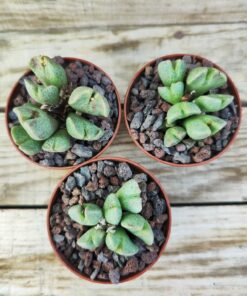 Conophytum taylorianum ssp.erniamum