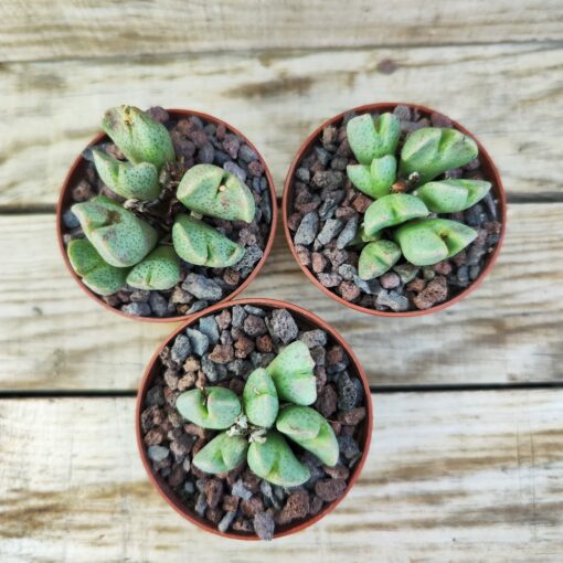 Conophytum taylorianum ssp.erniamum