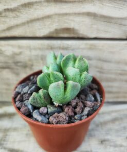 Conophytum taylorianum ssp.erniamum