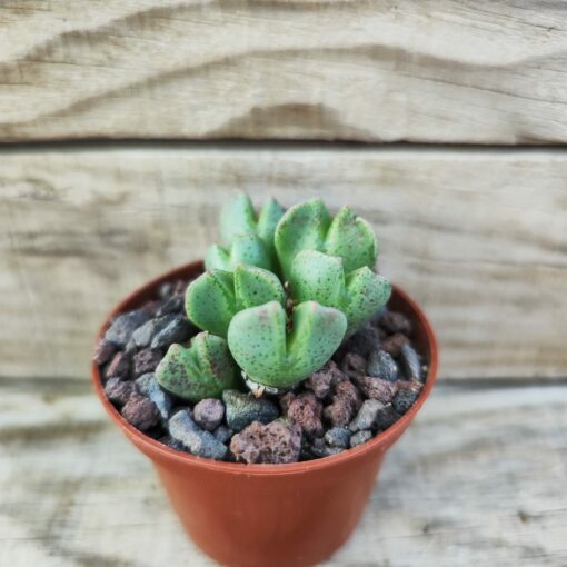 Conophytum taylorianum ssp.erniamum