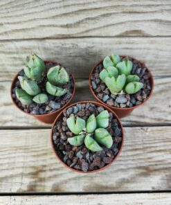 Conophytum taylorianum ssp.erniamum