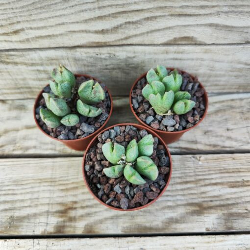 Conophytum taylorianum ssp.erniamum