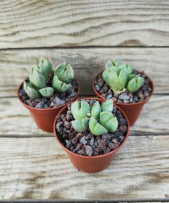 Conophytum taylorianum ssp.erniamum