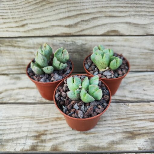 Conophytum taylorianum ssp.erniamum