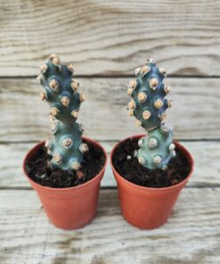 Tephrocactus molinensis