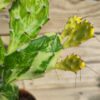 Opuntia variegata ghost