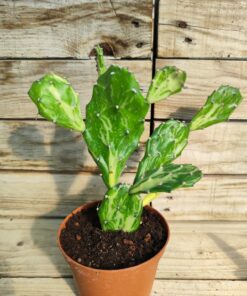 Opuntia jamaicensis variegata ghost