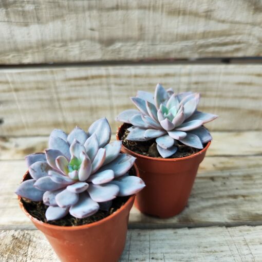 Graptopetalum rusbyi