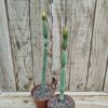 Euphorbia oncoclada