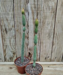 Euphorbia oncoclada