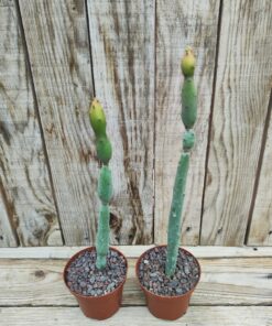 Euphorbia oncoclada