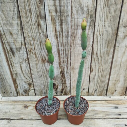 Euphorbia oncoclada