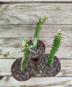 Euphorbia trigona variegata