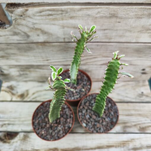 Euphorbia trigona variegata