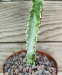 Euphorbia trigona variegata