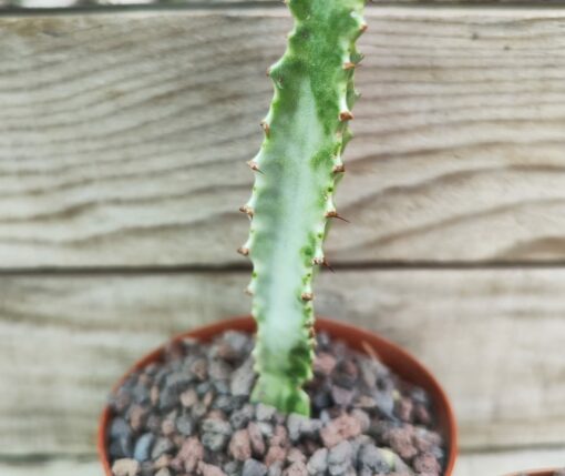 Euphorbia trigona variegata