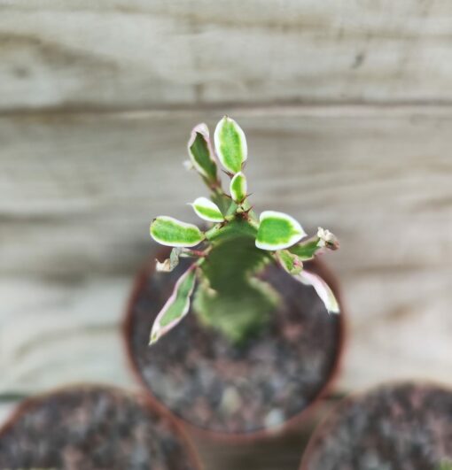 Euphorbia trigona variegata