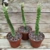 Euphorbia trigona variegata