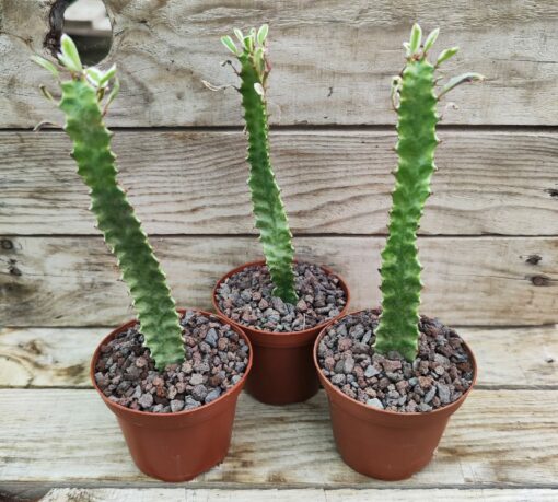 Euphorbia trigona variegata