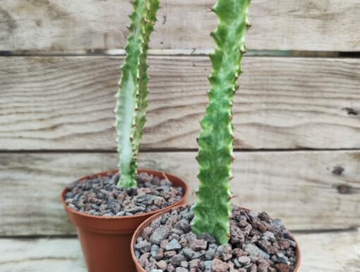 Euphorbia trigona variegata