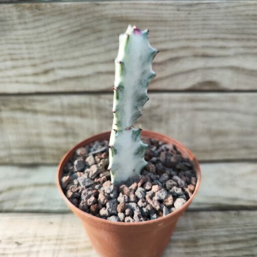 Euphorbia lactea 'White Ghost'