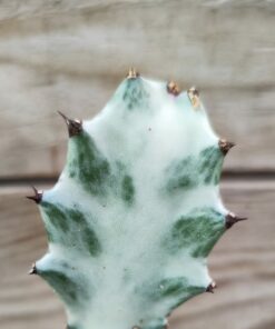 Euphorbia lactea 'White Ghost'