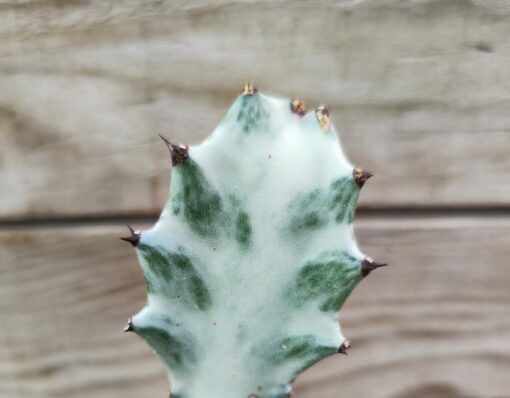 Euphorbia lactea 'White Ghost'