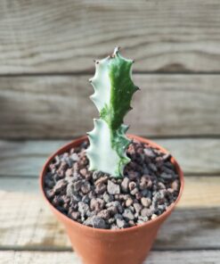 Euphorbia lactea 'White Ghost'