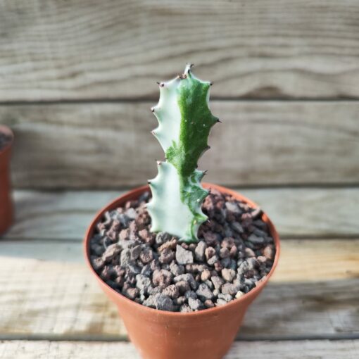 Euphorbia lactea 'White Ghost'