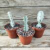 Euphorbia lactea 'White Ghost'