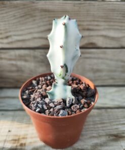 Euphorbia lactea 'White Ghost'