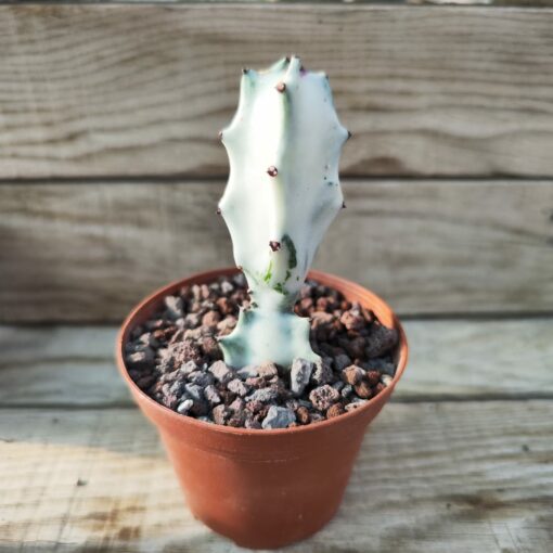 Euphorbia lactea 'White Ghost'