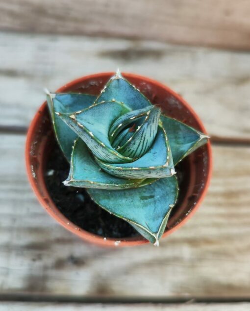 Agave pumila