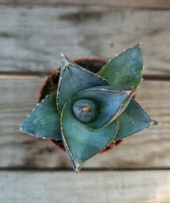 Agave pumila