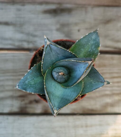 Agave pumila