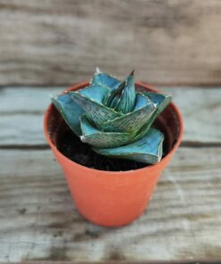 Agave pumila