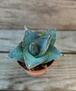 Agave pumila