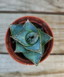 Agave pumila