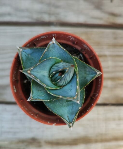 Agave pumila