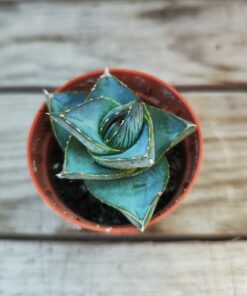 Agave pumila