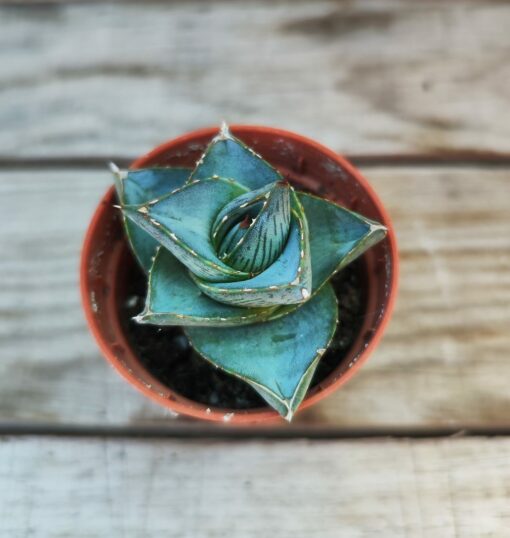 Agave pumila