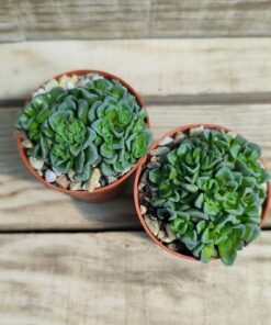 Crassula cv celia